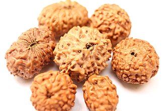 Rudraksha: From Forest to Sacred Bead